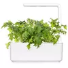 Click and Grow SGR93X3 Mizuna refill 3 pcs Photo 3