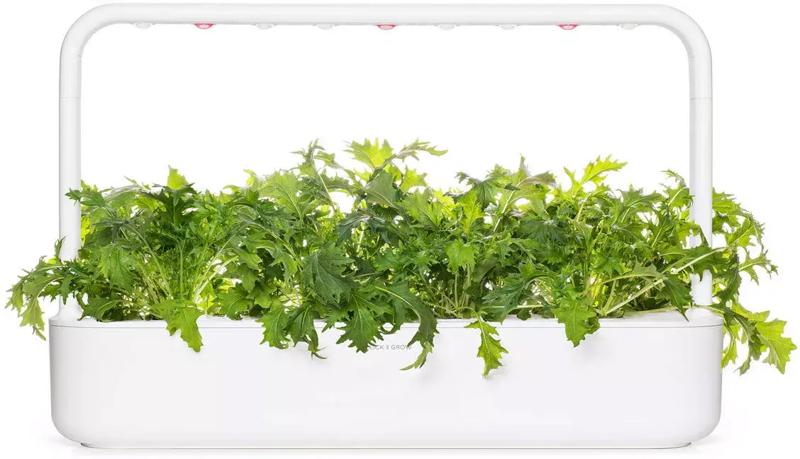 Click and Grow SGR93X3 Mizuna refill 3 pcs Photo 4