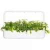 Click and Grow SGR93X3 Mizuna refill 3 pcs Photo 4