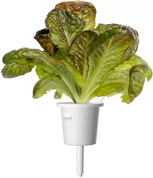 Click and Grow Smart Refill SGR94X3 — красный ромэйн, 3 шт. Photo 2