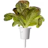 Click and Grow Smart Refill SGR94X3 — красный ромэйн, 3 шт. Photo 2