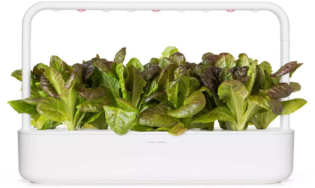 Click and Grow Smart Refill SGR94X3 — красный ромэйн, 3 шт. Photo 4