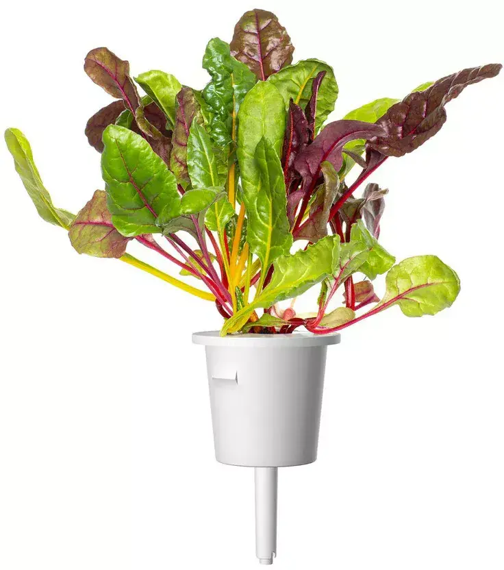 Click & Grow Smart Refill SGR89X3 Rainbow Chard Photo 2