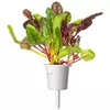 Click & Grow Smart Refill SGR89X3 Rainbow Chard Photo 2