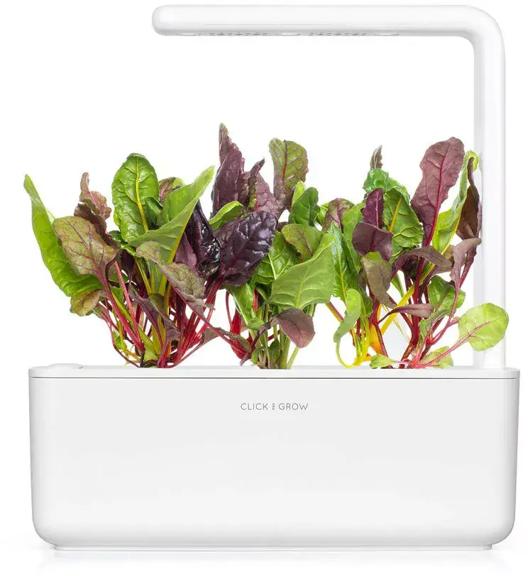 Click & Grow Smart Refill SGR89X3 Rainbow Chard Photo 3