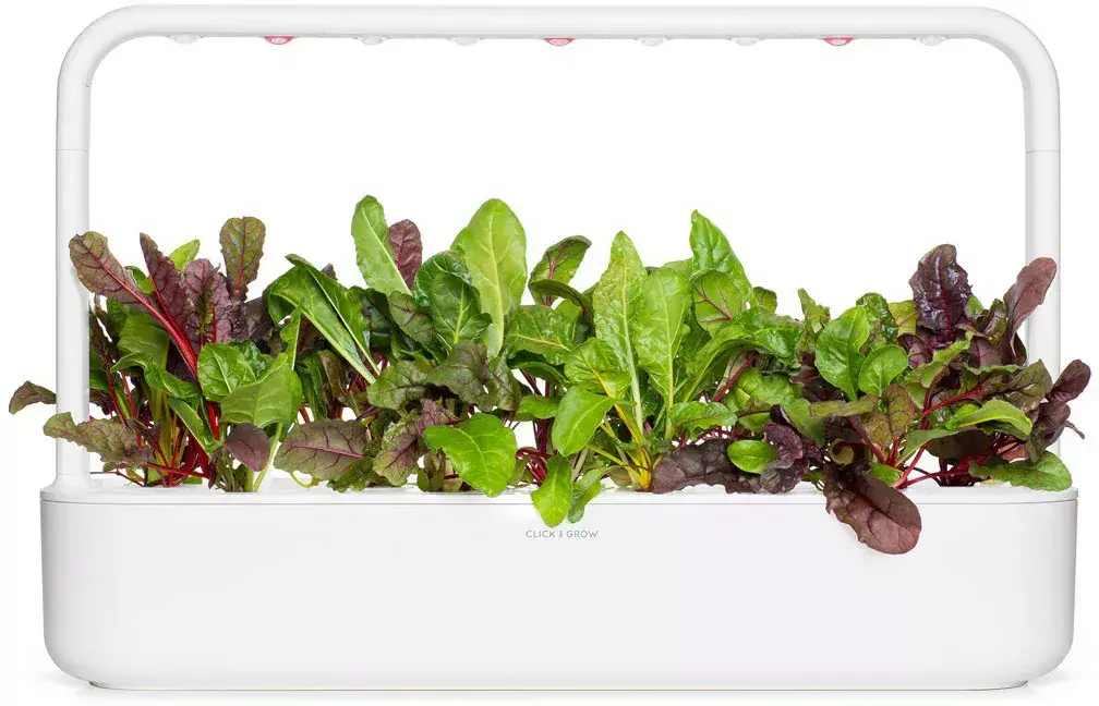 Click & Grow Smart Refill SGR89X3 Rainbow Chard Photo 4