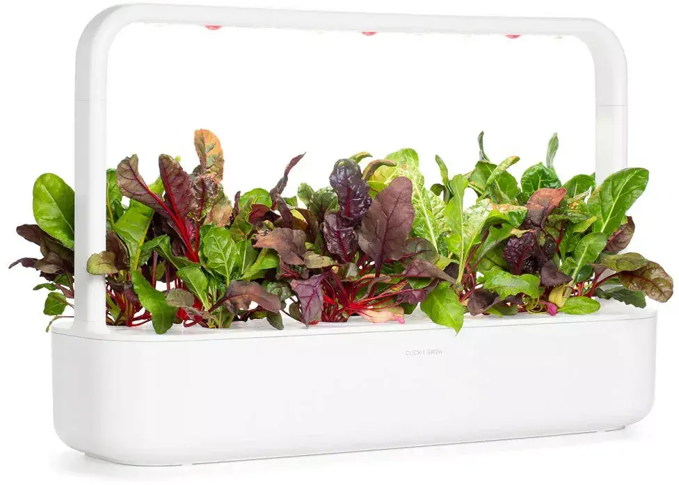 Click & Grow Smart Refill SGR89X3 Rainbow Chard Photo 5