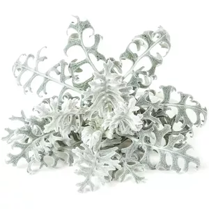 Click and Grow Smart Refill Dusty Miller, 3 pcs — refill pods for indoor smart garden