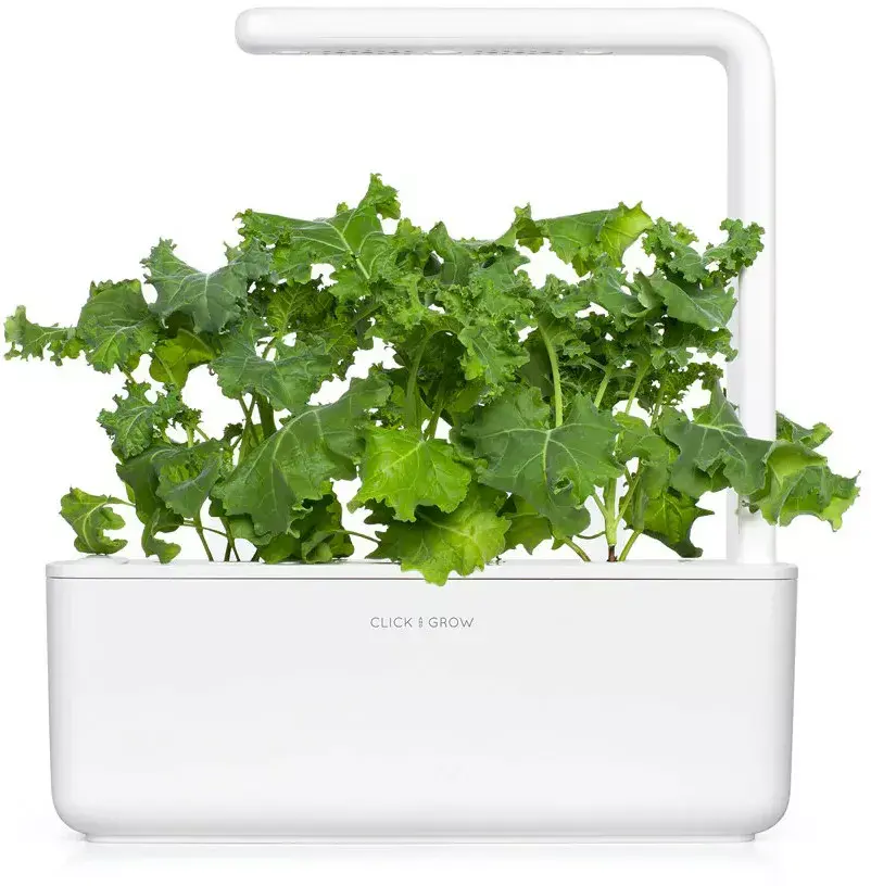Click & Grow SGR90X3 Smart Refill Green Kale Photo 3