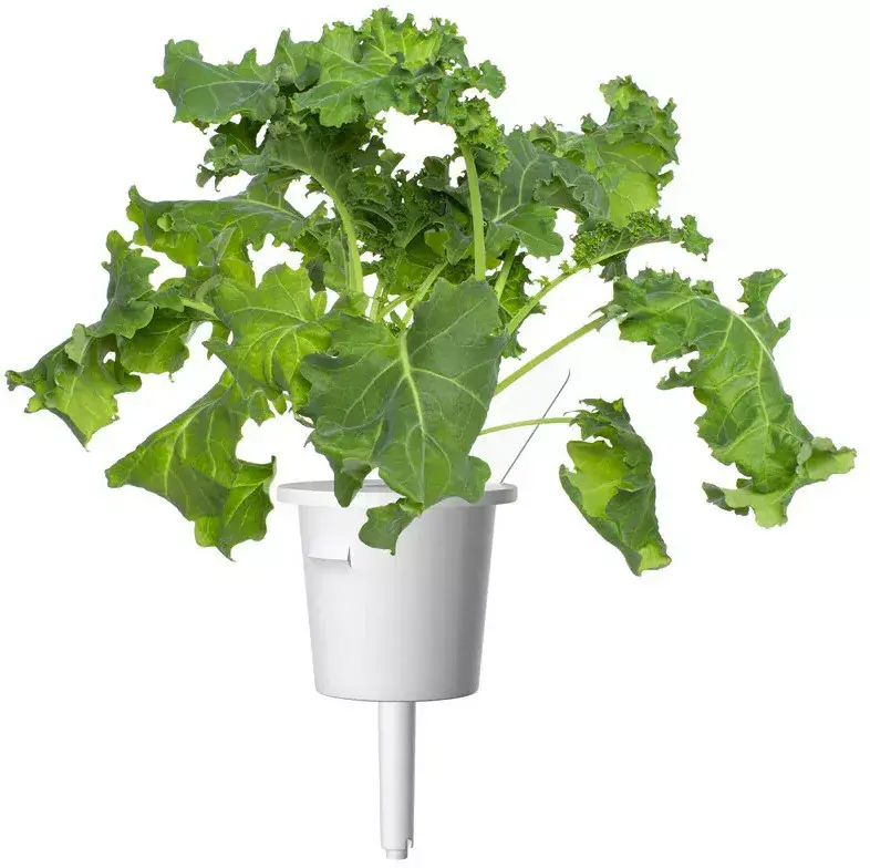 Click & Grow SGR90X3 Smart Refill Green Kale Photo 4