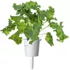 Click & Grow SGR90X3 Smart Refill Green Kale Photo 4