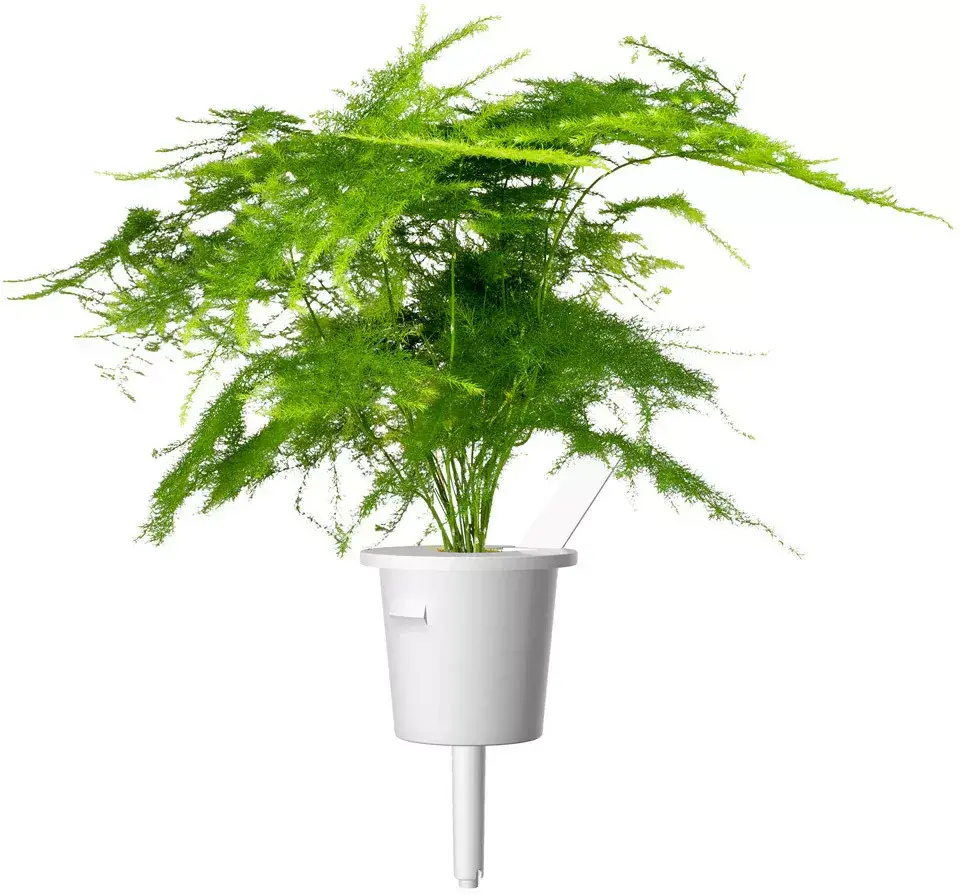 Click and Grow Smart-рефилл SGR80X3 Photo 4