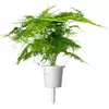 Click and Grow Smart-рефилл SGR80X3 Photo 4