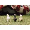 Игрушечные фигурки Schleich FARM WORLD Chicken Friends Photo 2