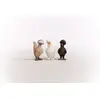 Игрушечные фигурки Schleich FARM WORLD Chicken Friends Photo 9