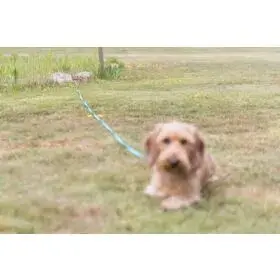 Trixie 2259 leash accessory, 40 mm Photo 4