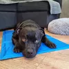 Cooling mat Springos PA2005 for pets Photo 2