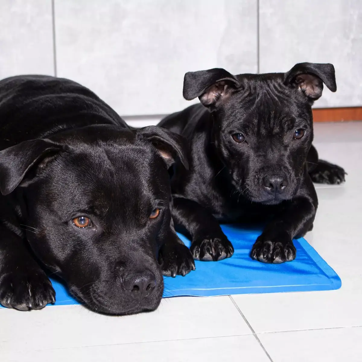 Cooling mat Springos PA2005 for pets Photo 5