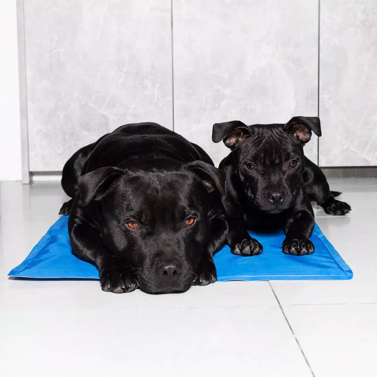 Cooling mat Springos PA2005 for pets Photo 6