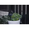 Star Trading Dew Drop LED virtene 5 m 50 LED Photo 4