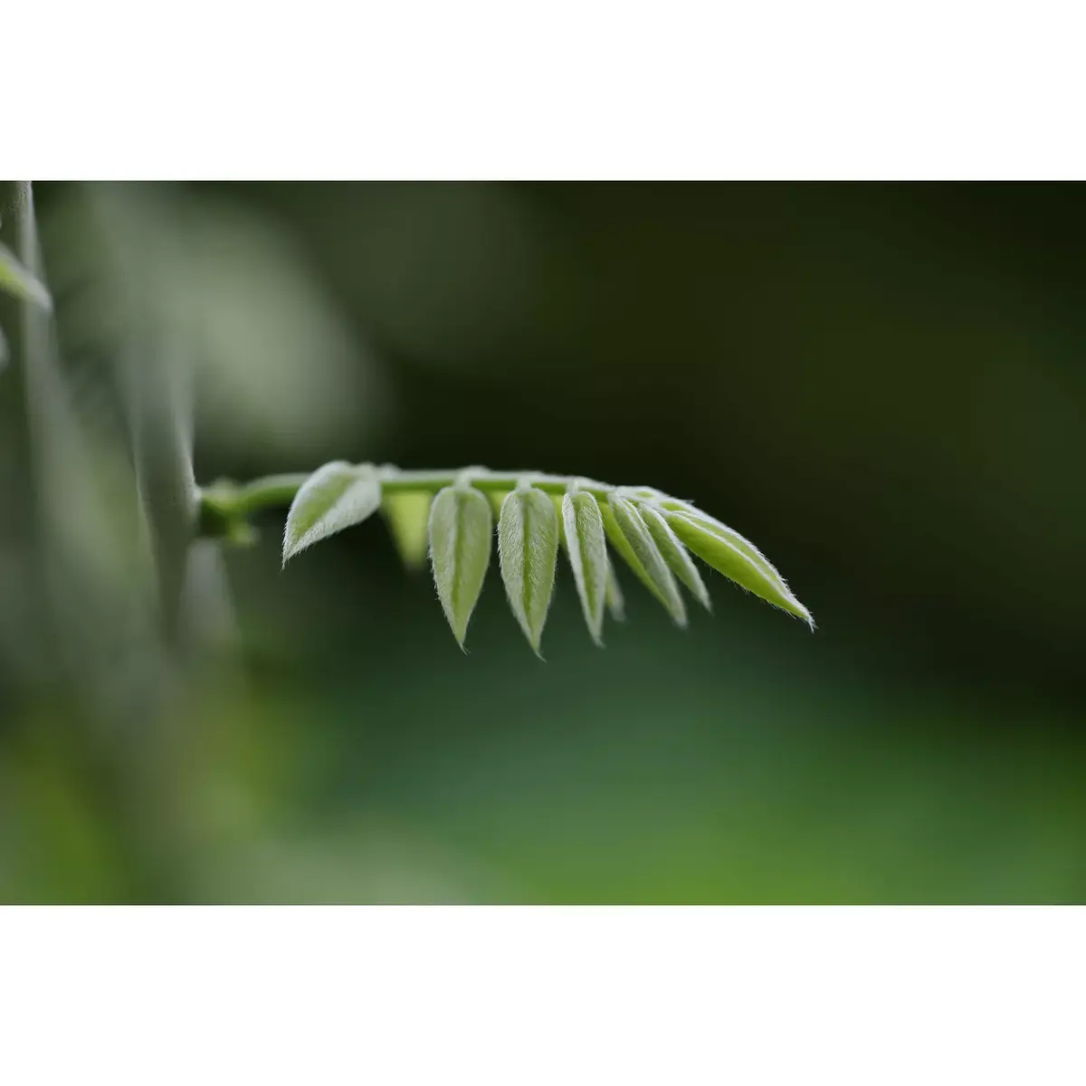 Макрообъектив PENTAX HD D-FA 100mm f/2.8 Photo 5