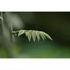 Макрообъектив PENTAX HD D-FA 100mm f/2.8 Photo 5
