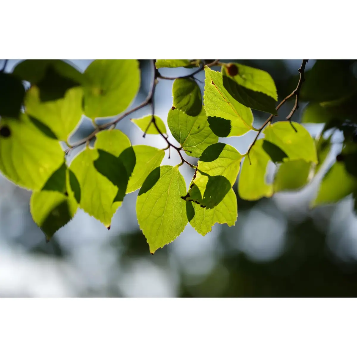 Макрообъектив PENTAX HD D-FA 100mm f/2.8 Photo 8