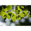 Макрообъектив PENTAX HD D-FA 100mm f/2.8 Photo 8