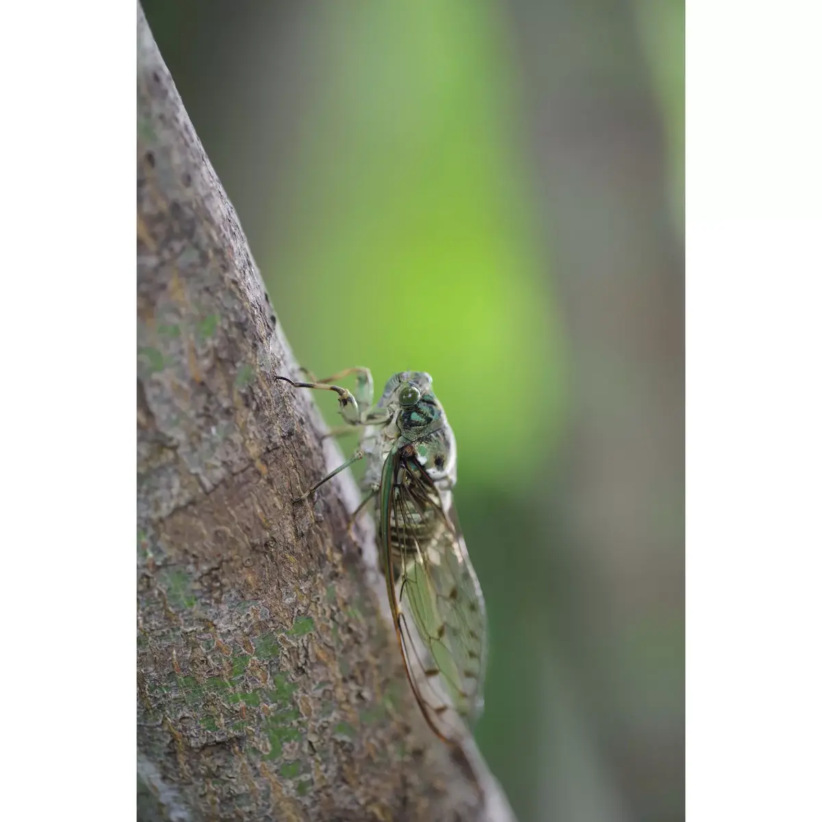 Макрообъектив PENTAX HD D-FA 100mm f/2.8 Photo 10