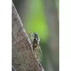 Макрообъектив PENTAX HD D-FA 100mm f/2.8 Photo 10