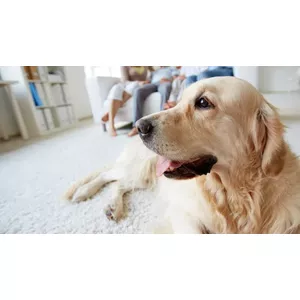 Animal-immune detection