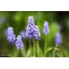 Lensbaby LBO50 Photo 3