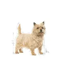 Royal Canin Mini Light Weight Care 3 кг — сухой корм Photo 2