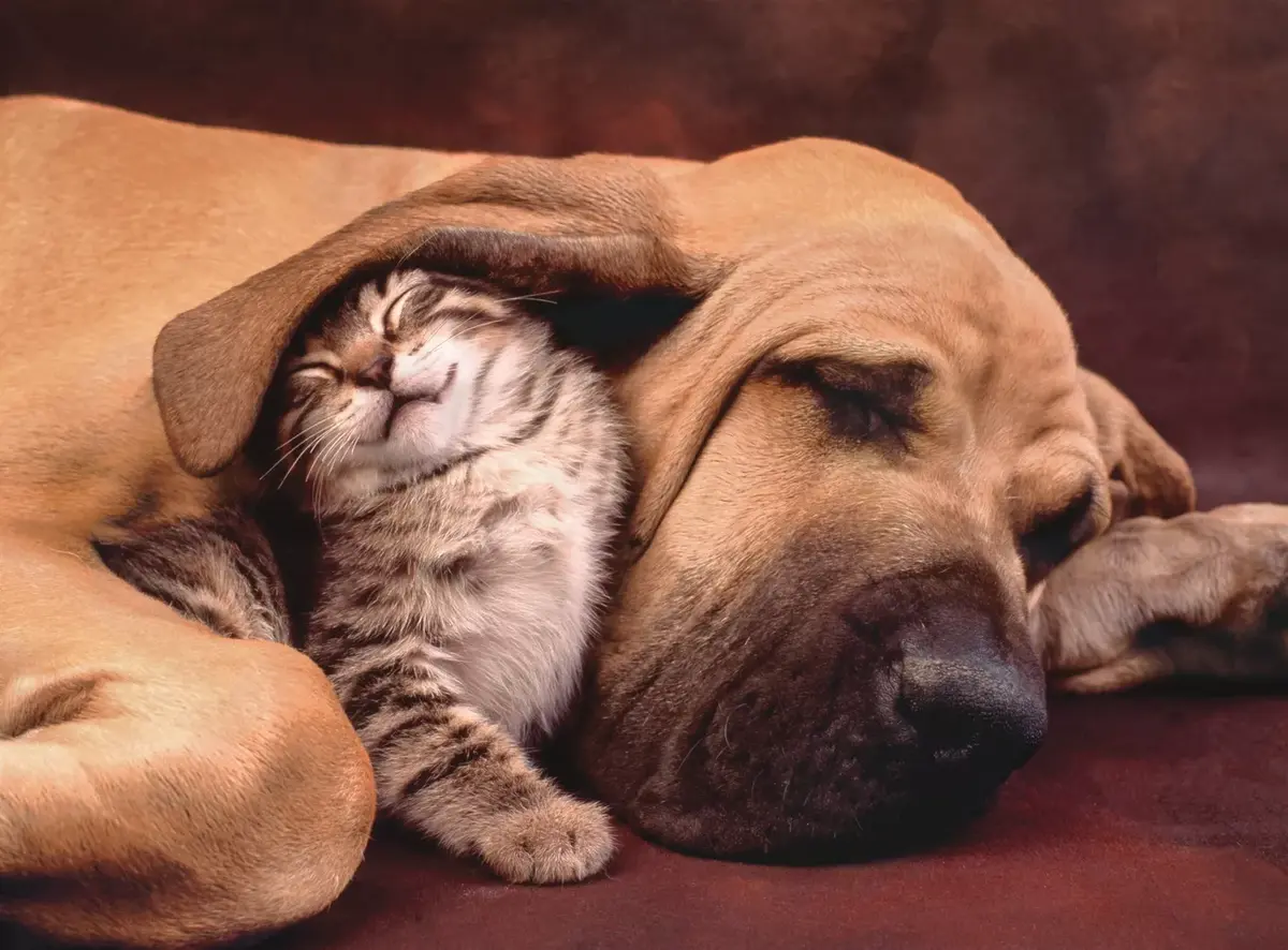 Clementoni Cuddles 500 gab. puzle Photo 2