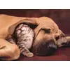 Clementoni Cuddles 500 gab. puzle Photo 2