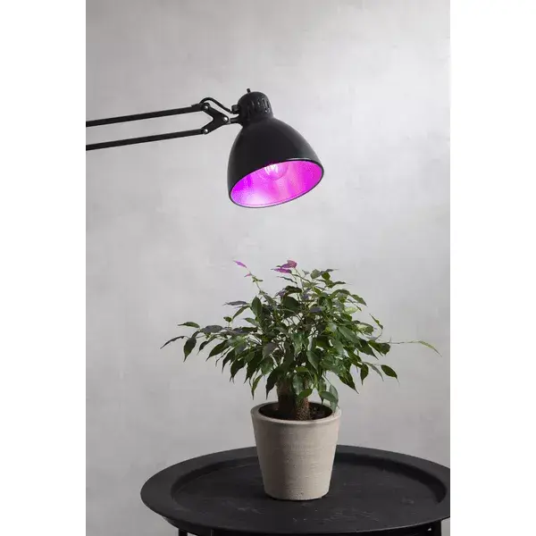 Star Trading LED grow light A60 E27 6.5W Photo 3