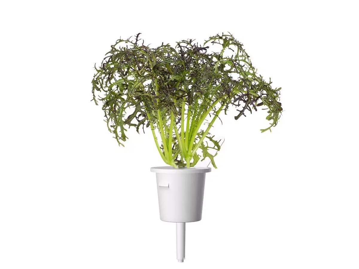 Starter kit Click & Grow Red Frill Mustard Plant Pods Photo 3