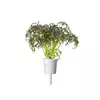 Starter kit Click & Grow Red Frill Mustard Plant Pods Photo 3