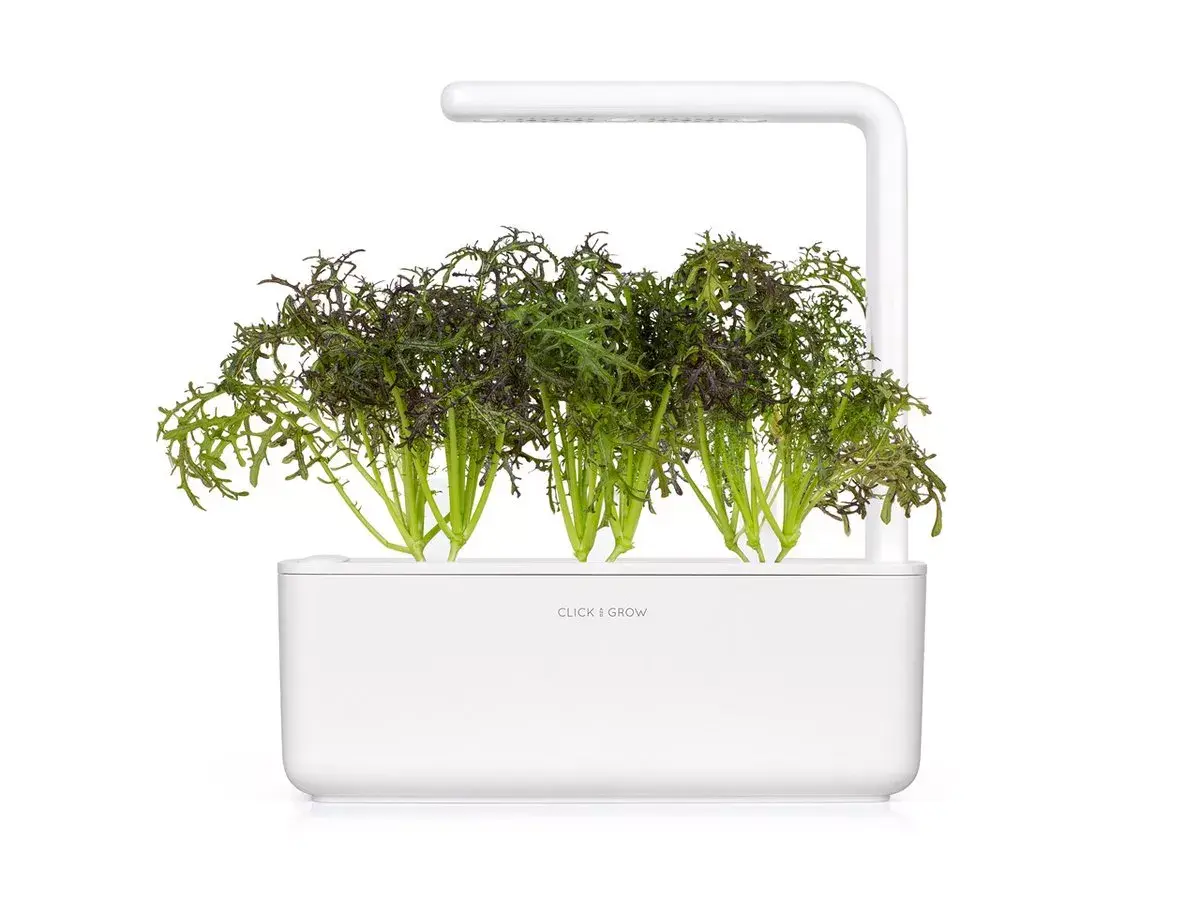 Starter kit Click & Grow Red Frill Mustard Plant Pods Photo 5