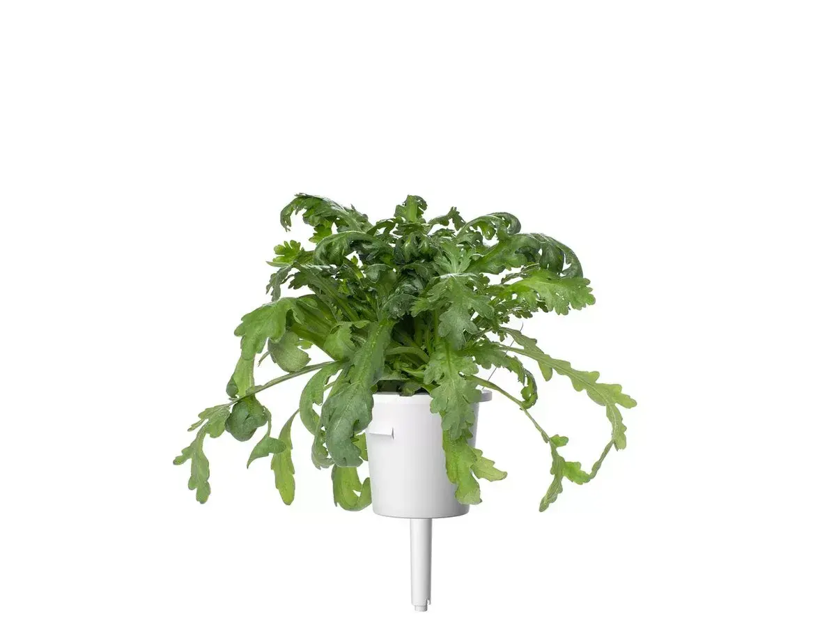 Starter kit Click & Grow SGR81X3 Photo 4