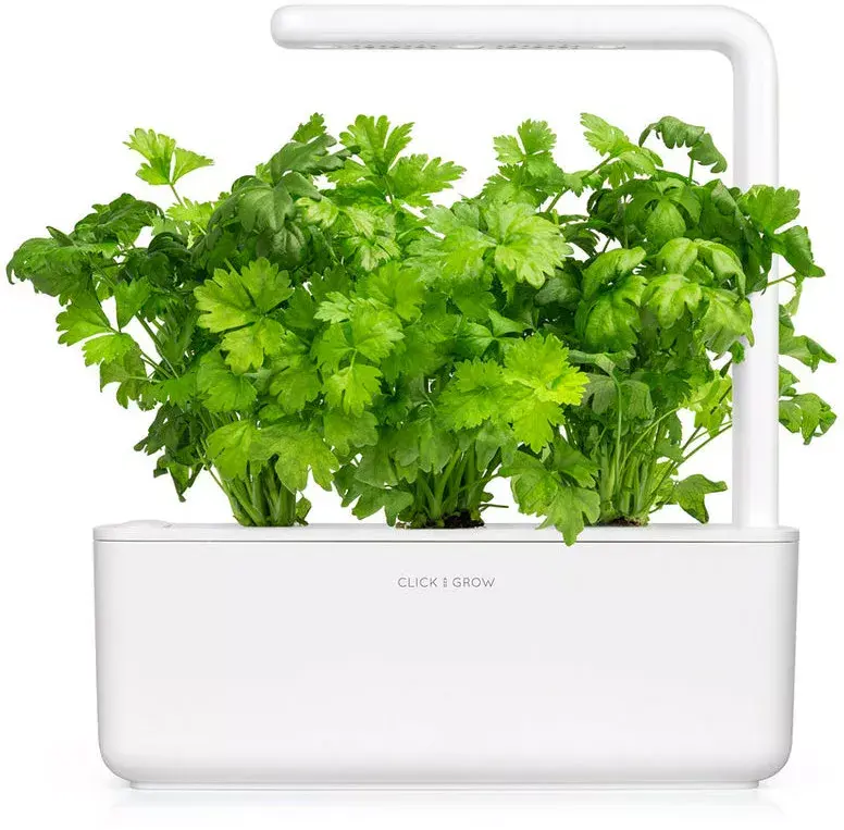 Click and Grow SGR97X3 refill — Leaf Celery, 3 pcs Photo 2