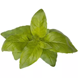 Refill pack Click and Grow SGR100X3 Lime Basil — 3 plant pods for smart indoor garden