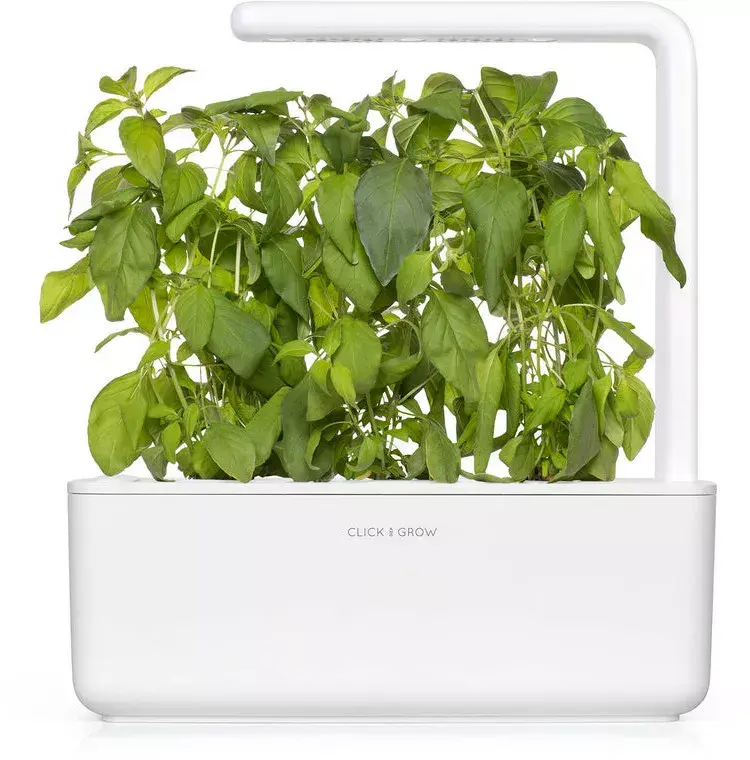 Click and Grow SGR100X3 Lime Basil refill — 3 pods Photo 2