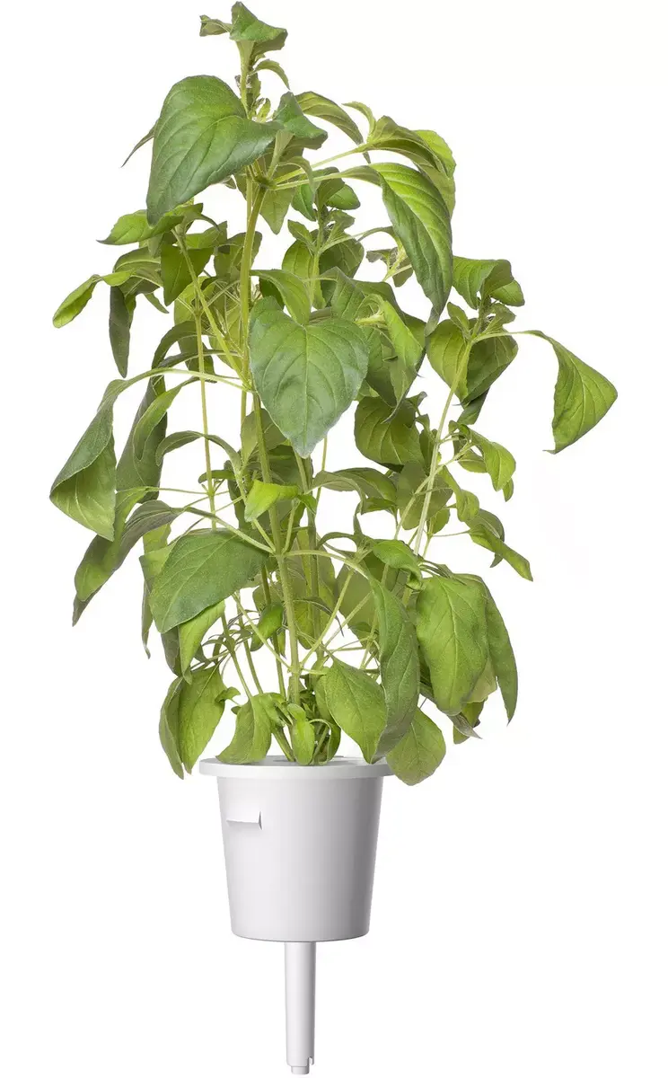 Click and Grow SGR100X3 Lime Basil refill — 3 pods Photo 3