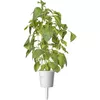 Click and Grow SGR100X3 Lime Basil refill — 3 pods Photo 3