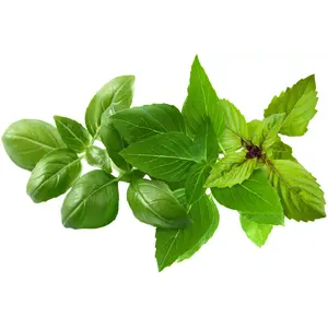 Click and Grow Plant Pod Basil Variety Mix PPMBVX9 — 9 capsules for smart indoor herb garden