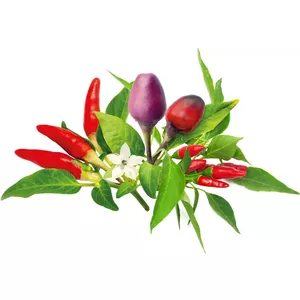 Click and Grow Plant Pod PPMCPX9 Chilli Pepper Mix — 9 seed pods