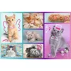 TREFL Puzzle 60 elements Sweet kittens — 60 gab. Photo 2