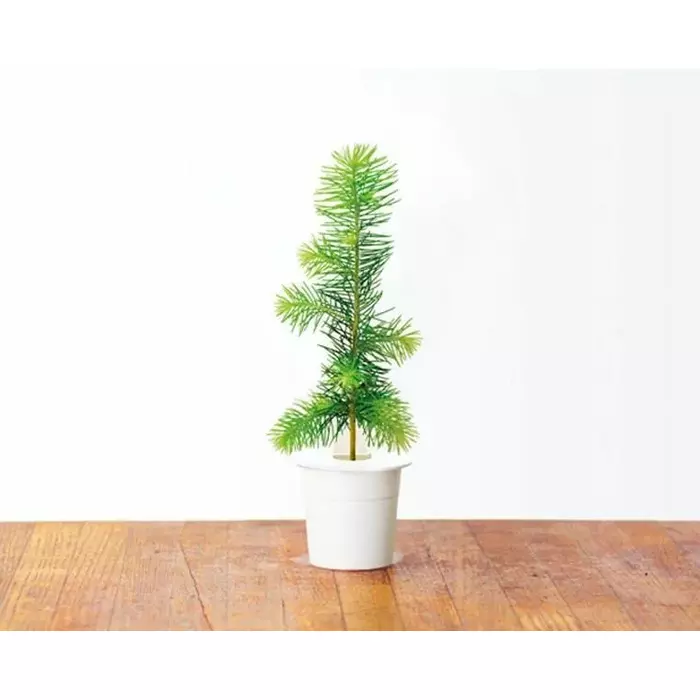 click and grow SPRUCE-REFILL-3 Photo 1