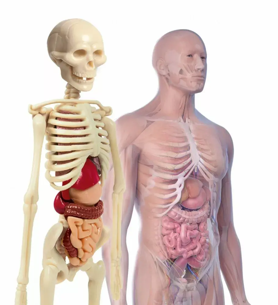 Clementoni Mini Human Body 3D модель анатомии Photo 2